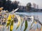 Close-up shot of branch with green and yellow greens covered with white, frozen ice crystals in sunlight with lake landscape in