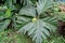 Close-up shot of a breadfruit tree in Ecuador rainforest