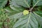 Close-up shot of a breadfruit tree in Ecuador rainforest
