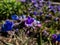 Close up shot of bright blue and purple flower of narrow-leaved lungwort or blue cowslip Pulmonaria angustifolia