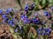 Close-up shot of bright blue and purple flowers of narrow-leaved lungwort or blue cowslip (Pulmonaria angustifolia)