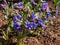 Close-up shot of bright blue and purple flowers of narrow-leaved lungwort or blue cowslip Pulmonaria angustifolia in spring