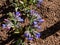 Close-up shot of bright blue and purple flowers of narrow-leaved lungwort or blue cowslip Pulmonaria angustifolia in spring