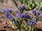 Close-up shot of bright blue and purple flowers of narrow-leaved lungwort or blue cowslip Pulmonaria angustifolia in spring