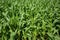 Close-up shot on a bright day Green corn plants on a farm in rural Thailand thriving as they grow on fertile soil. It is a natural