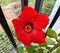 A close-up shot of a bright red, fully bloomed Hibiscus flower