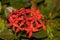 Close-up shot of bright red Ixora chinensis flowers
