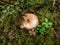 Close-up shot of brightly colored pink and white mushroom (russula) growing in the forest