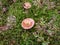 Close-up shot of brightly colored pink and white mushroom (russula) growing in the forest among moss
