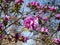 Close-up shot of broadleaf evergreen shrub the Mountain fetterbush or mountain andromeda (pieris floribunda)