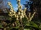 Close-up shot of broadleaf evergreen shrub the Mountain fetterbush or mountain andromeda (pieris floribunda)