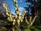 Close-up shot of broadleaf evergreen shrub the Mountain fetterbush or mountain andromeda (pieris floribunda)