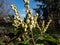 Close-up shot of broadleaf evergreen shrub the Mountain fetterbush or mountain andromeda (pieris floribunda)