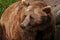 Close up shot of a brown bear looking away