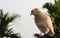 Close up shot of brown color domestic pigeon under the cloudy sky in the evening