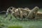 Close up shot of brown Coreid leaf footed bug