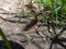 Close-up shot of the brown, furry caterpillar of the garden tiger moth Arctia caja crawling on a ground in sunlight