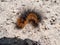 Close-up shot of the brown, furry caterpillar of the garden tiger moth Arctia caja crawling on a ground in sunlight