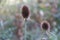 Close-up shot of brown thistles in a blur