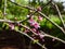 Close-up shot of the buds and flowers of the Eastern redbud cercis canadensis. The flowers are showy, light to dark magenta pink