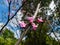 Close-up shot of the buds and flowers of the Eastern redbud cercis canadensis. The flowers are showy, light to dark magenta pink