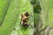 Close up shot of bumble bee on a leaf