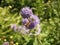 Close-up shot of a bumblebee perched atop a phacelia in a lush garden