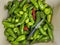 Close-up shot of a bunch of hot green chili peppers being washed in the sink before being cooked