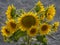 Close-up shot of a bunch of sunflowers under the sunlight