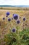 Close-up shot of bush of rounded prickly blue flowers growing in the steppe.