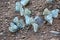 Close-up shot of a butterfly flock