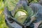 close up shot of a cabbage in the organic garden