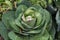 close up shot of a cabbage in the organic garden