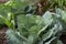 close up shot of a cabbage in the organic garden