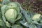 close up shot of a cabbage in the organic garden