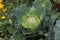 close up shot of a cabbage in the organic garden