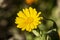 Close-up shot of calendula flower