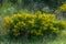 Close-up shot of Calicotome spinosa spiny broom