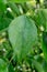 A close up shot of camphor laurel leaves. Cinnamomum camphora is a species of evergreen tree that is commonly known under the