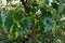 A close up shot of camphor laurel seeds and leaves. Cinnamomum camphora is a species of evergreen tree that is commonly known