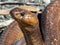 Close-up shot of a Cape Cobra (Naja nivea) snake from South Africa. Dangerously venomous