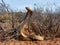 Close-up shot of a Cape Cobra (Naja nivea) snake from South Africa. Dangerously venomous