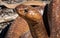 Close-up shot of a Cape Cobra (Naja nivea) snake from South Africa. Dangerously venomous