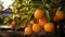 Close-up shot captures oranges glistening with fresh dew, hanging delicately from their branches.