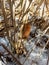 Close-up shot of the caterpillar of the Ruby tiger moth Phragmatobia fuliginosa crawling on a dry plant surrounded with snow in