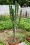 A close up shot of Cereus stenogonus. Cereus stenogonus is a tree-like columnar cactus, with erect stems up to 6 to 8 meters high
