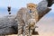 Close-Up Shot Of A Cheetah Staring At Prey