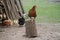 Close-up shot of a chicken standing on a cut tree log with a background of other chickens