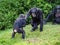 Close-up shot of chimpanzees in a wild nature