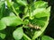 Close up shot of a Chlorophorus beetle